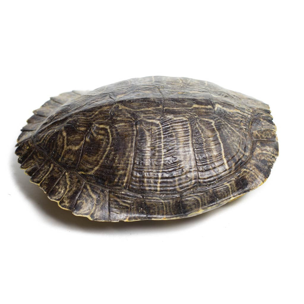 Slider Turtle Shell