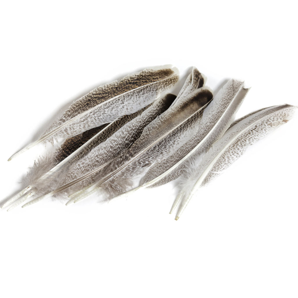 Turkey Feathers  Wild Chinchilla Wing Quills - 6 Pieces, Natural 